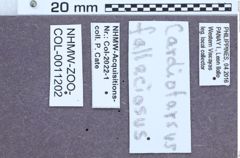 Etiketten zu Cardiotarsus fallaciosus (NHMW-ZOO-COL-0011202)